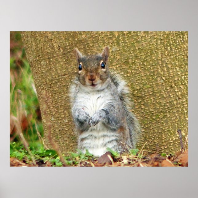 Niedliches Eichhörnchen Poster (Vorne)