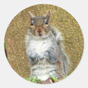 Niedliches Eichhörnchen Runder Aufkleber