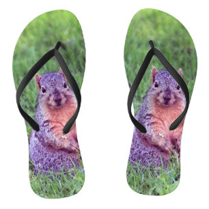 Niedliches Eichhörnchen Wildlife Foto Flip Flops