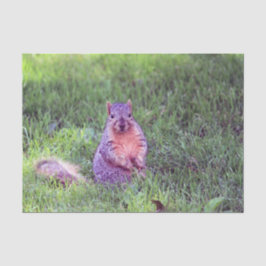 Niedliches Eichhörnchen Wildlife Foto Seidenpapier