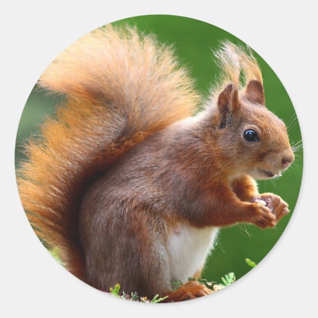 Niedliches Eichhörnchenbild Runder Aufkleber (Vorderseite)