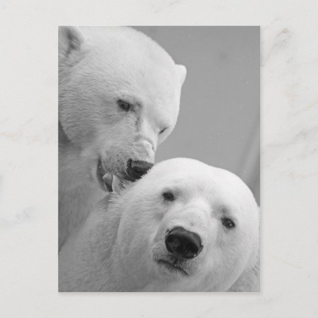 Niedliches Eisbärenpaar Postkarte (Vorderseite)