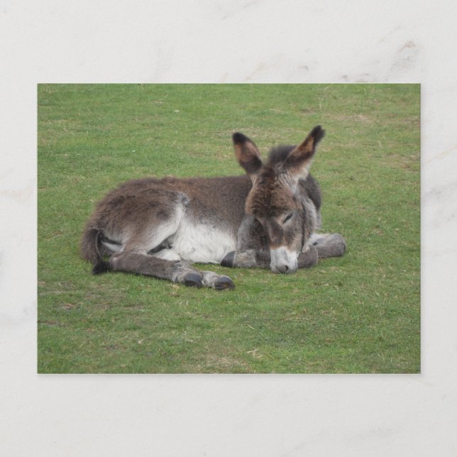 Niedliches Eselfoto Postkarte (Vorderseite)