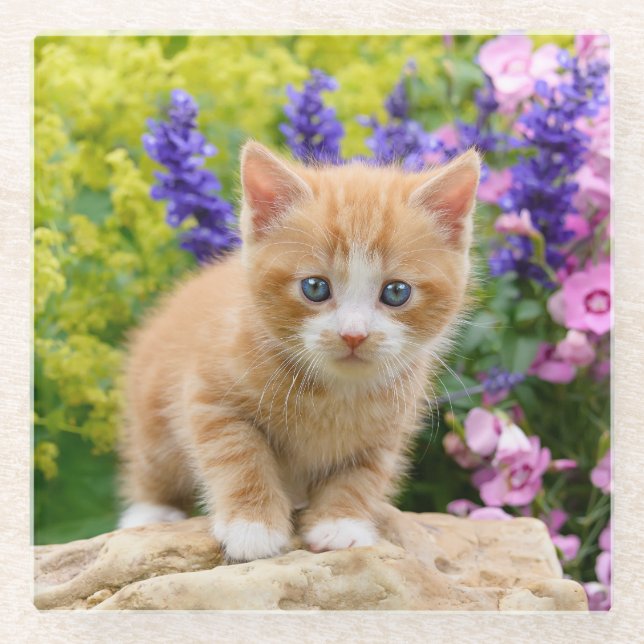 Niedliches flaumiges Ingwer-Baby-Katzen-Kätzchen Glasuntersetzer (Vorderseite)