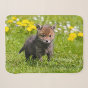 Niedliches Fluffy Red Fox Kit Cub Wild Baby Animal Sherpadecke