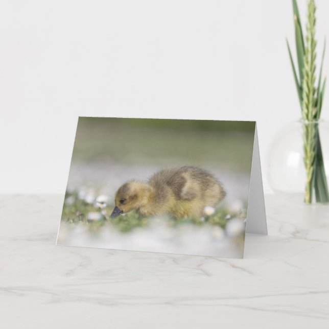 Niedliches Foto Karte (Vorderseite)