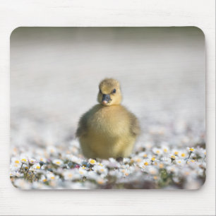 Niedliches Foto Mousepad