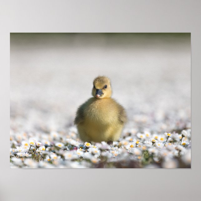 Niedliches Foto Poster (Vorne)