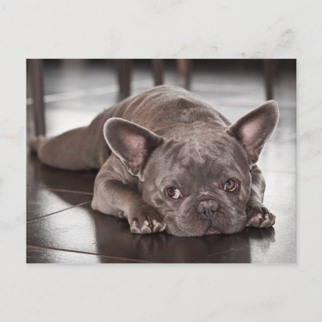 Niedliches Französisches Bulldog-Foto Postkarte (Vorderseite)