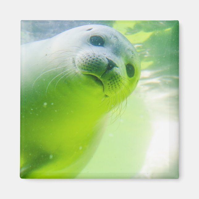 Niedliches freundliches Siegel Unterwasser Magnet (Vorne)