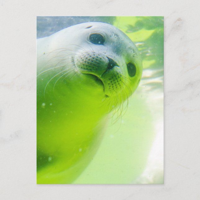 Niedliches freundliches Siegel Unterwasser Postkarte (Vorderseite)