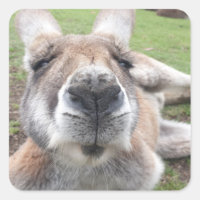 Niedliches Funny Face Kangaroo Pädagogik Tierische