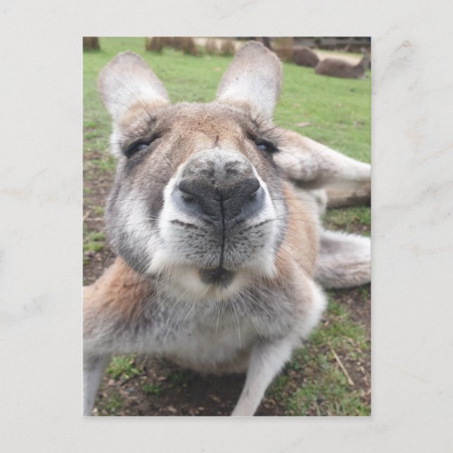 Niedliches Funny Face Kangaroo Pädagogisches Foto  Postkarte (Vorderseite)