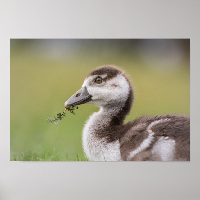 Niedliches Gänseküken-Foto Poster (Vorne)