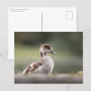 Niedliches Gänseküken-Foto Postkarte