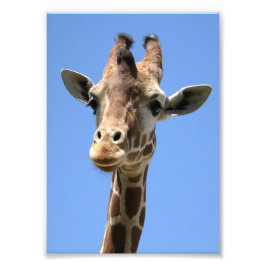 Niedliches Giraffe-Foto Fotodruck