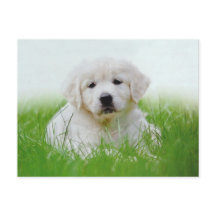 Niedliches Golden Retriever Welpe Hunde Grüngras