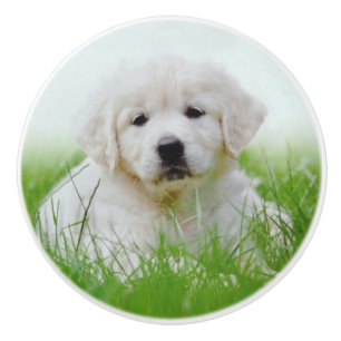Niedliches goldener Retriever-Welpen-Hundegrünes Keramikknauf