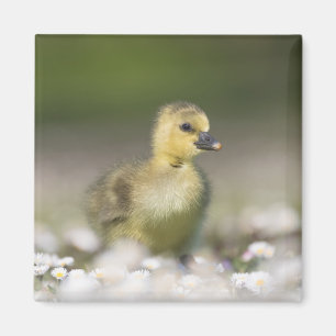 Niedliches Gosling Nature Foto Magnet