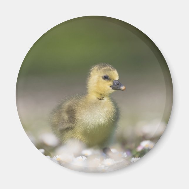Niedliches Gosling Nature Foto Magnet (Vorne)
