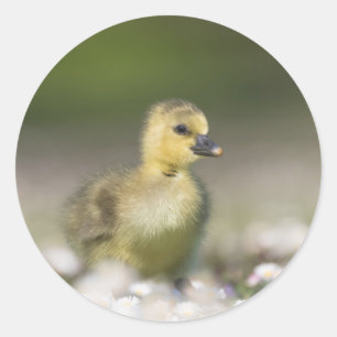 Niedliches Gosling Nature Foto Runder Aufkleber