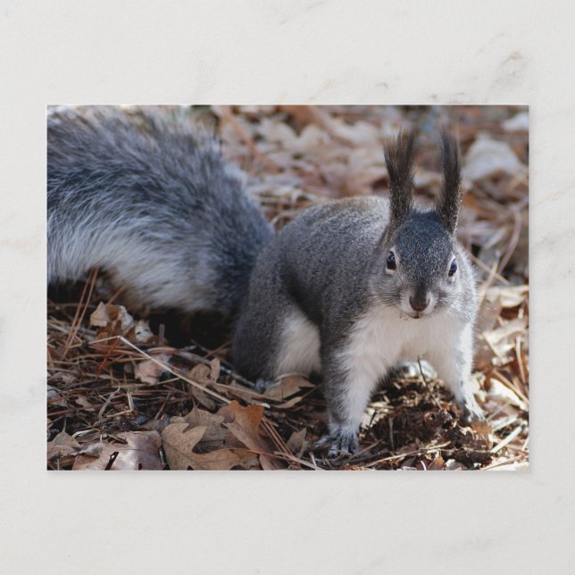 Niedliches graues Eichhörnchen im Herbst Postkarte (Vorderseite)