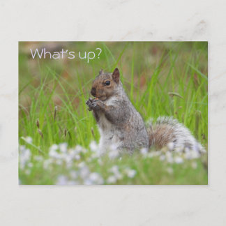 Niedliches graues Eichhörnchen - WAS IST AUF? Postkarte