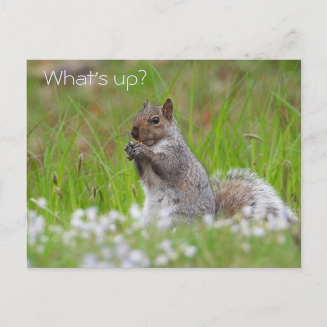 Niedliches graues Eichhörnchen - WAS IST AUF? Postkarte (Vorderseite)