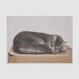 Niedliches graues Tabby - Katzen - Schlafen Seidenpapier