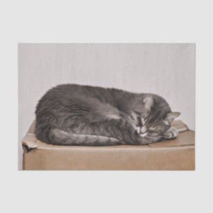 Niedliches graues Tabby - Katzen - Schlafen Seidenpapier