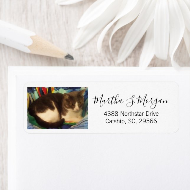 Niedliches Graues und weißes Foto (Insitu)