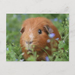 Niedliches Guinea-Schwein mit Ingwer draußen auf G Postkarte