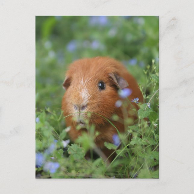 Niedliches Guinea-Schwein mit Ingwer draußen auf G Postkarte (Vorderseite)