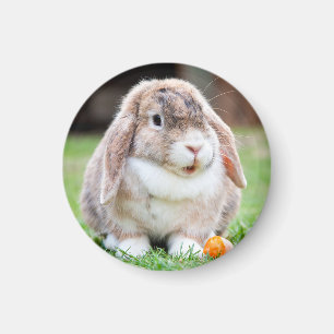 Niedliches Hasen Magnet