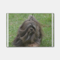 Niedliches Havanese