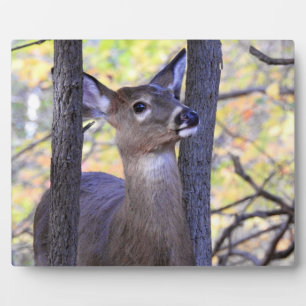 Niedliches Hirsch im Wald Fotoplatte