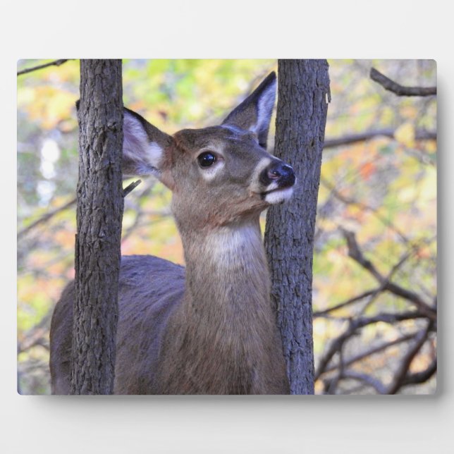Niedliches Hirsch im Wald Fotoplatte (Vorderseite)