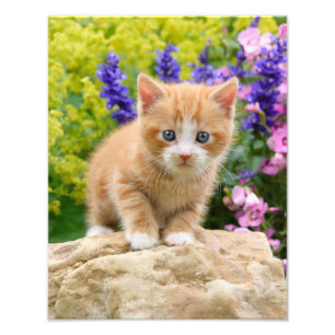 Niedliches Ingwer-Katzen-Kätzchen-blumiger Garten Fotodruck