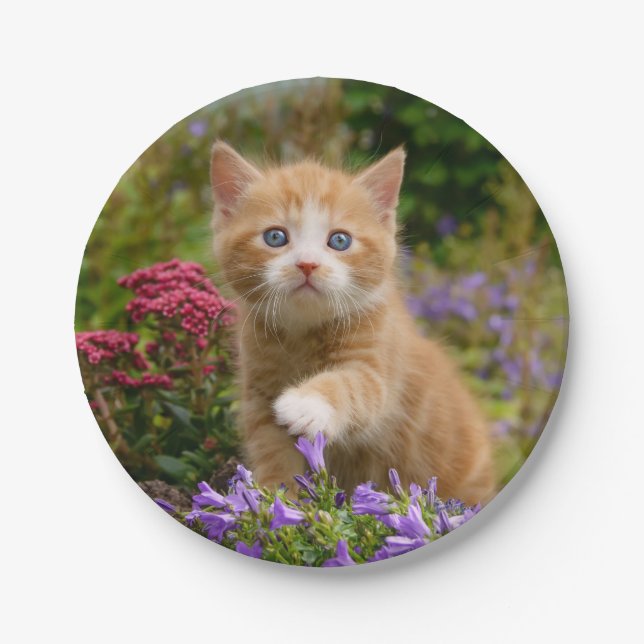 Niedliches Ingwerkätzchen in einem Garten Pappteller (Vorderseite)
