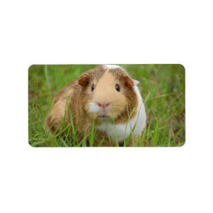Niedliches inländisches Meerschweinchen Adressaufkleber
