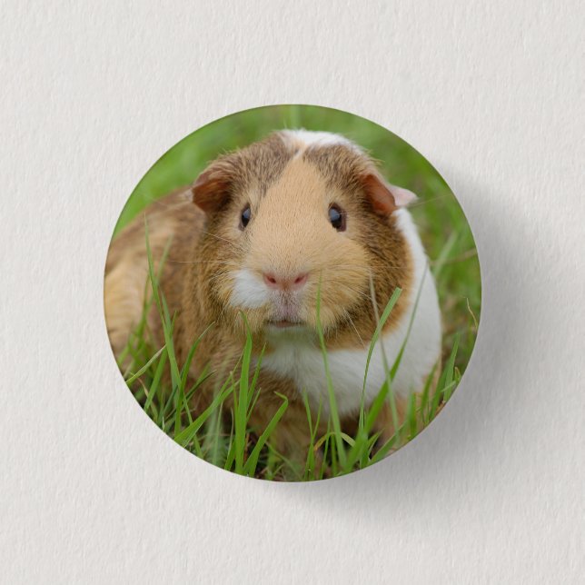 Niedliches inländisches Meerschweinchen Button (Vorderseite)