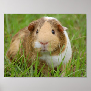 Niedliches inländisches Meerschweinchen Poster