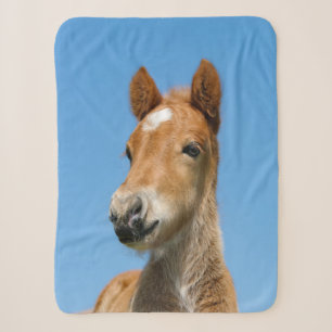 Niedliches isländisches Pferdefoal Pony Head Front Sherpadecke