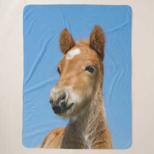 Niedliches isländisches Pferdefoalpony-Head-Foto — Sherpadecke
