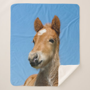 Niedliches isländisches Pferdfoal Pony Head Front  Sherpadecke