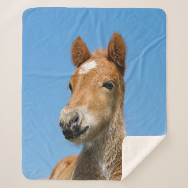 Niedliches isländisches Pferdfoal Pony Head Front  Sherpadecke (Vorderseite)