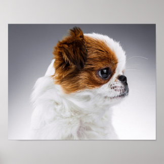Niedliches japanisches Chin Welppy-Portrait Poster