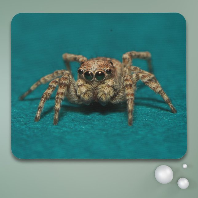 Niedliches Jumping Spider Foto Mousepad (Von Creator hochgeladen)
