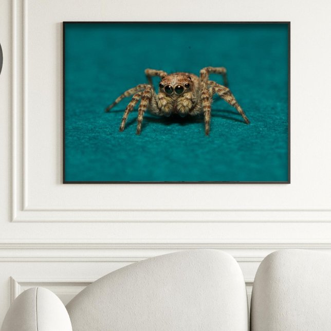 Niedliches Jumping Spider Foto Poster (Von Creator hochgeladen)