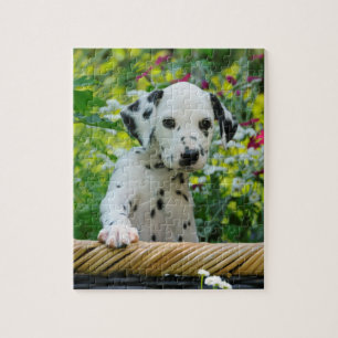 Niedliches junges Dalmatiner-Hundewelpen-Spiel